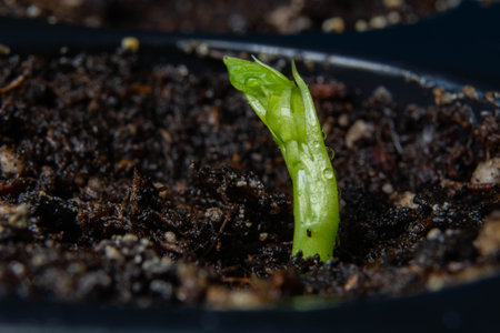 young bean sprout from bean on a background of palette and grass.