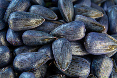 pickled sunflower seeds for sowing in a glass container.の写真素材