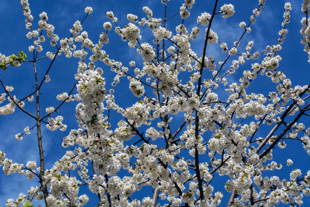 background of branches of a blossoming tree against the sky.