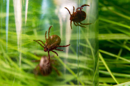 tick in a glass bottle on a background of grass.の写真素材