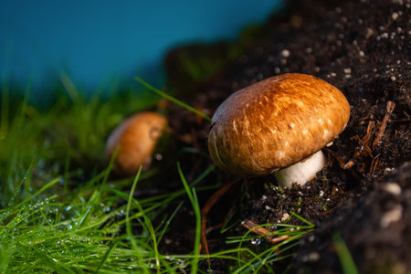 champignons on mycelium against the background of green grass and the setting sun.