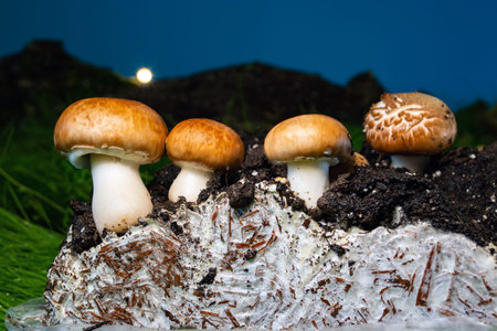 champignons on mycelium against the background of green grass and the setting sun.の写真素材