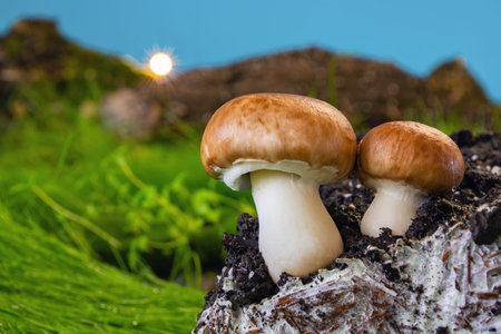 champignons on mycelium against the background of green grass and the setting sun.