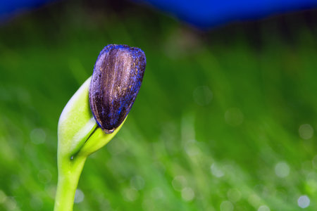 sprout of a sunflower from seeds on a background of green field.