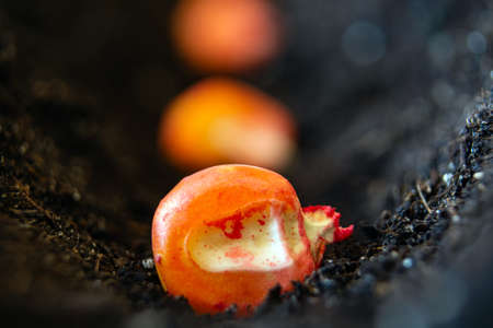 pickled corn seeds sown in rows in the ground.の写真素材