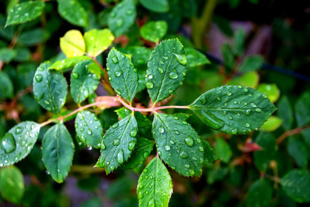 rose leaves after rain with drops of moisture.の写真素材