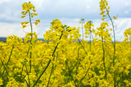 rapeseed bloom in the field in early spring.の写真素材