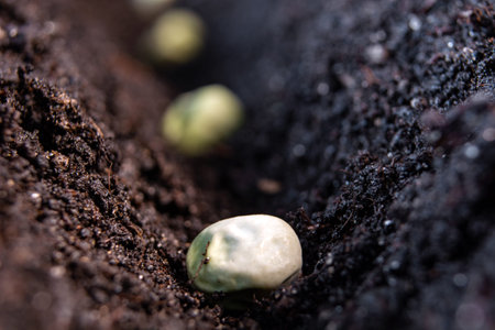 pea seeds when sowing on the background of the soil.