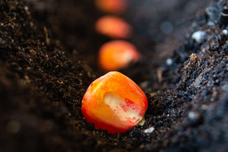 pickled corn seeds sown in rows in the ground.の写真素材