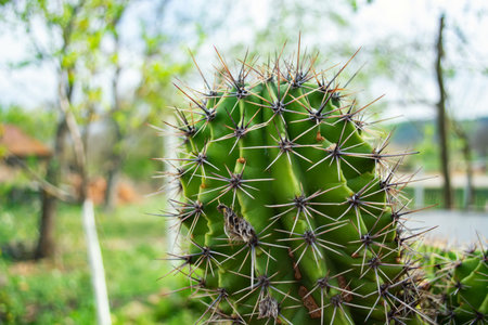 prickly, green cactus on a background of nature.