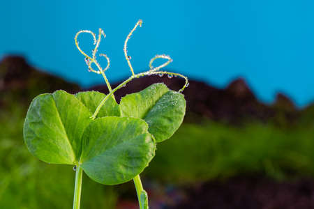 young pea sprout with dew drops on a field background.の写真素材