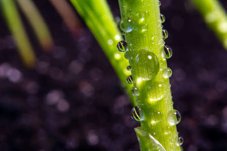 sprouts of corn sown in rows, against the background of soil.の写真素材