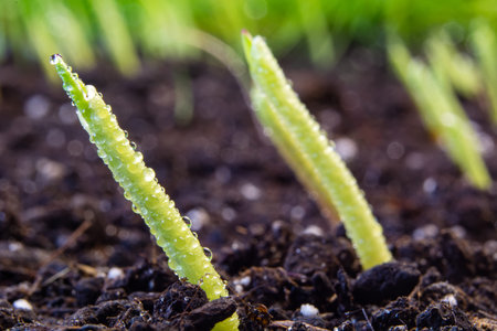 sprouts of corn sown in rows, against the background of soil.