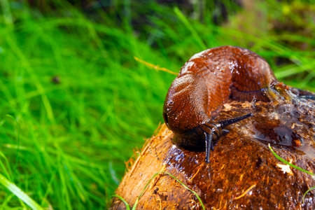 brown slug crawling on a tree stump against a grass background.の写真素材