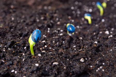 sunflower sprouts sown in a row, on a background of soil.の写真素材