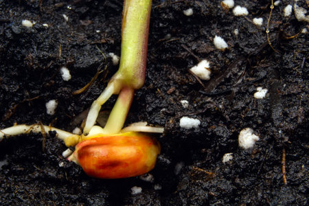 sprouts of corn soil with exposed roots emanating from grain.