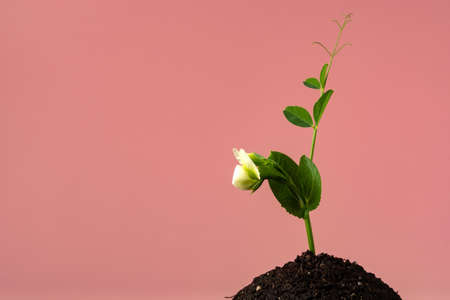 flower on a sprout of peas on the ground against a coral color.の写真素材