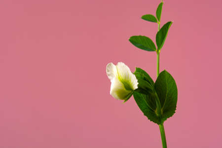 flower on a sprout of peas on the ground against a coral color.の写真素材