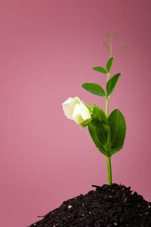 flower on a sprout of peas on the ground against a coral color.の写真素材
