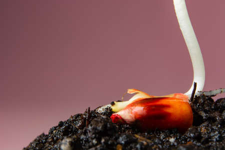 sprouts of corn from a seed on the ground on a pink background.の写真素材