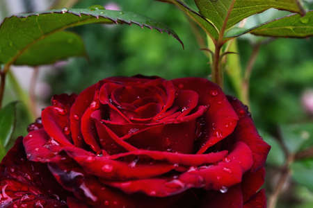 a huge rose bud on a bush against a background of leaves.の写真素材