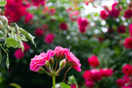 huge flowers of roses on a bush against the sky.の写真素材