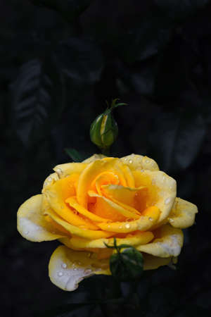 a huge rose bud on a bush against a background of leaves.の写真素材