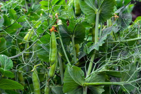 pods of young green peas in a field.の写真素材