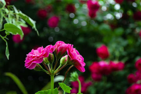 huge flowers of roses on a bush against the sky.の写真素材