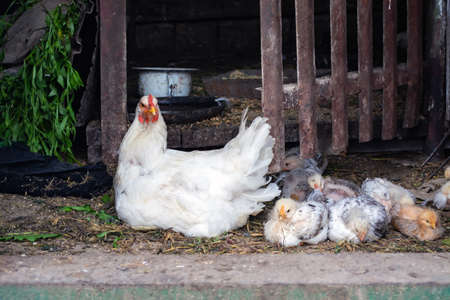 Closeup of a mother chicken with its baby chicks in grassの写真素材
