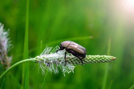 mother-of-pearl beetle sits on a blade of grass in a meadow.の写真素材