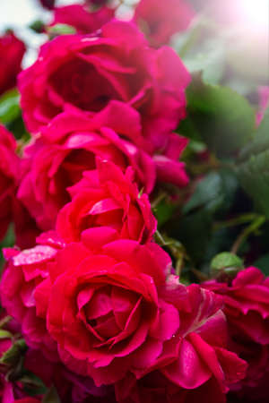 huge flowers of roses on a bush against the sky.の写真素材