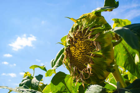 heads of sunflowers in the field during ripening.の写真素材