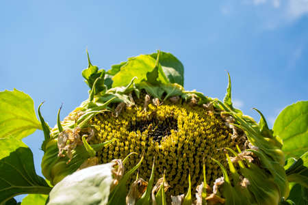 spool with red thread and needle on pink background.の写真素材