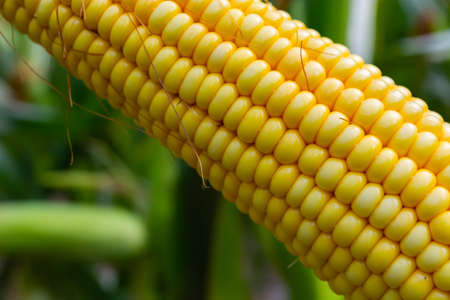 broken corn stalk with a thin stem and large grain.の写真素材