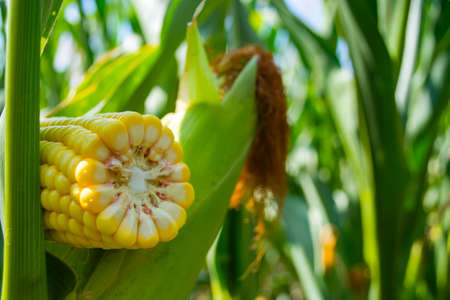 broken corn stalk with a thin stem and large grain.の写真素材