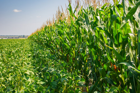broken corn stalk with a thin stem and large grain.