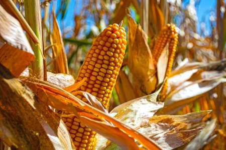 stump of corn full of grain in the field.の写真素材