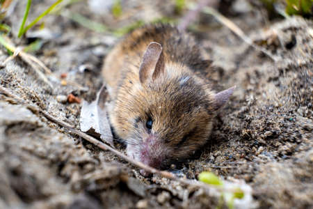 field mouse trying to bury itself in the ground.の写真素材
