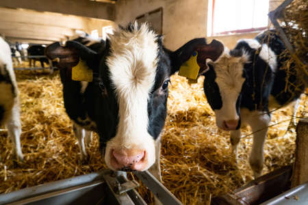 cows over the feeding table in a farm building.の写真素材