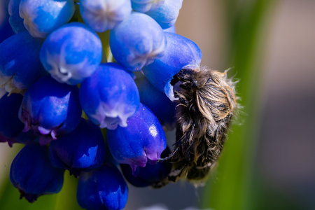 Tropinota hirta eats flowers. Insecticidal pest control concept.の写真素材