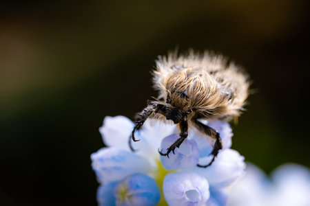 Tropinota hirta eats flowers. Insecticidal pest control concept.の写真素材