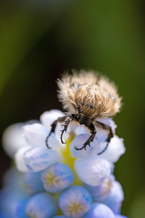 Tropinota hirta eats flowers. Insecticidal pest control concept.の写真素材