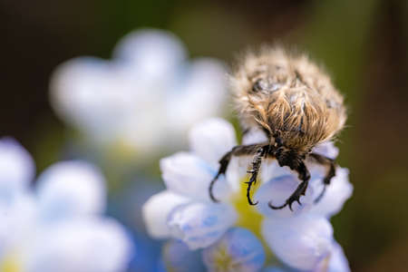 Tropinota hirta eats flowers. Insecticidal pest control concept.の写真素材