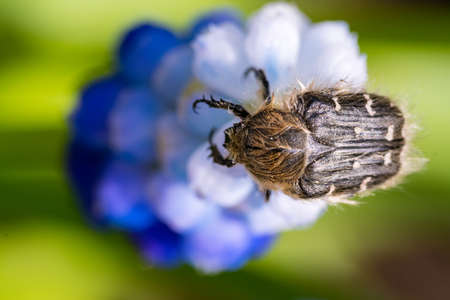 Tropinota hirta eats flowers. Insecticidal pest control concept.の写真素材
