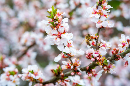 bees pollinate apple blossom in the garden in spring.の写真素材