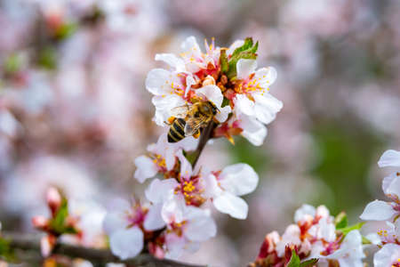 bees pollinate apple blossom in the garden in spring.の写真素材
