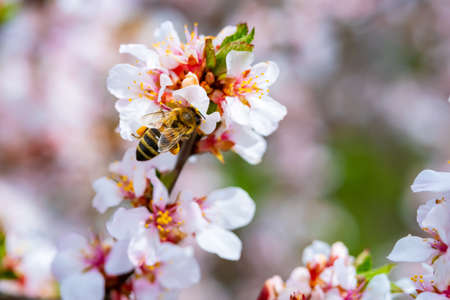 bees pollinate apple blossom in the garden in spring.の写真素材