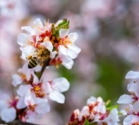 bees pollinate apple blossom in the garden in spring.の写真素材