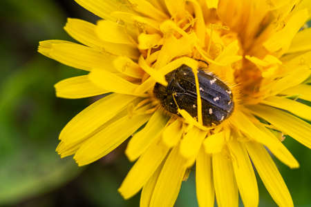 Tropinota hirta eats flowers. Insecticidal pest control concept.の写真素材